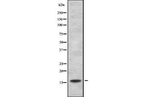 Western blot analysis of HSPB3 expression in HEK293 cells ,The lane on the left is treated with the antigen-specific peptide. (HSPB3 antibody  (Internal Region))