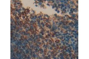 IHC-P analysis of Mouse Tissue, with DAB staining. (PTGS2 antibody  (AA 240-351))