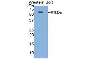 Western blot analysis of the recombinant protein. (CUZD1 antibody  (AA 218-479))