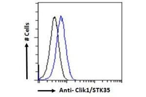 Flow Cytometry (FACS) image for anti-Serine/threonine Kinase 35 (STK35) (C-Term) antibody (ABIN185178)