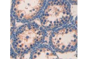 IHC-P analysis of Mouse Tissue, with DAB staining. (Angiotensin I Converting Enzyme 1 antibody  (AA 504-597))