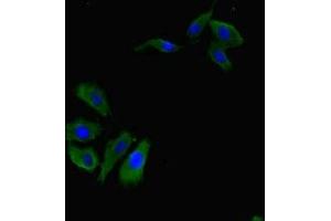 Immunofluorescent analysis of Hela cells using ABIN7167534 at dilution of 1:100 and Alexa Fluor 488-congugated AffiniPure Goat Anti-Rabbit IgG(H+L) (RBPJ antibody  (AA 243-485))