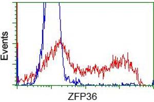 HEK293T cells transfected with either pCMV6-ENTRY ZFP36 (RC202049) (Red) or empty vector control plasmid (Blue) were immunostained with anti-ZFP36 mouse monoclonal (ABIN2453799), and then analyzed by flow cytometry. (ZFP36 antibody)