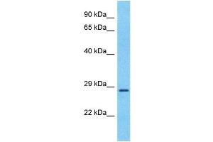 Host:  Rabbit  Target Name:  BDNF  Sample Type:  Fetal Liver lysates  Antibody Dilution:  0. (BDNF antibody  (Middle Region))