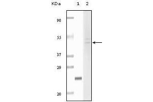 Western blot analysis using Fibulin5 mouse mAb against truncated fibulin5 recombinant protein (1) and Hela cell lysate (2). (Fibulin 5 antibody)