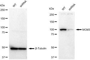 Western blotting analysis using MCM3 antibody (ABIN7799419). (Recombinant MCM3 antibody)