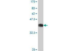 Western Blot detection against Immunogen (37. (RNF214 antibody  (AA 541-640))