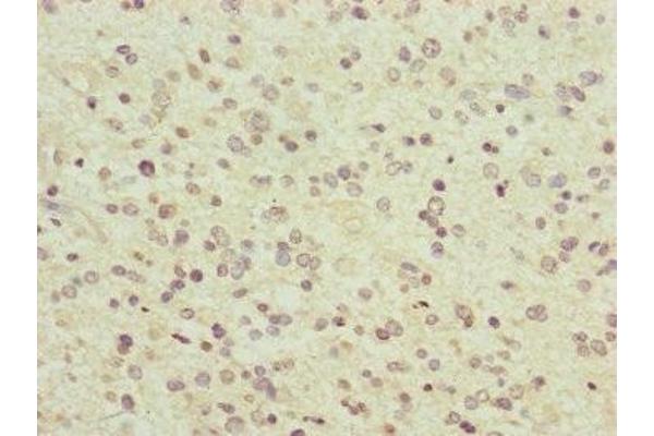 PCDHA12 antibody  (AA 862-941)
