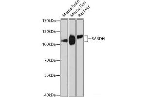 Western blot analysis of extracts of various cell lines using SARDH Polyclonal Antibody at dilution of 1:3000. (SARDH antibody)