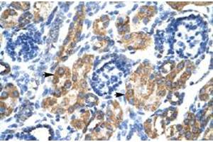 Immunohistochemical staining (Formalin-fixed paraffin-embedded sections) of human kidney with HSF2BP polyclonal antibody  at 4-8 ug/mL working concentration. (HSF2BP antibody  (N-Term))