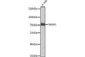 Western blot analysis of extracts of A-549 cells, using FBXW5 antibody (ABIN6132137, ABIN6140533, ABIN6140534 and ABIN6224988) at 1:1000 dilution. (FBXW5 antibody  (AA 184-566))