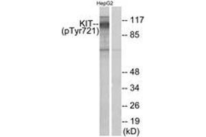 Western blot analysis of extracts from HepG2 cells treated with EGF 200ng/ml 30', using c-Kit (Phospho-Tyr721) Antibody. (KIT antibody  (pTyr721))
