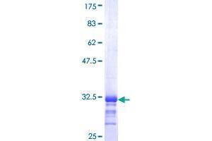 Selenoprotein K Protein (SELK) (AA 39-91) (GST tag)