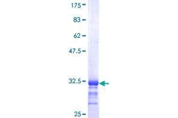 Selenoprotein K Protein (SELK) (AA 39-91) (GST tag)