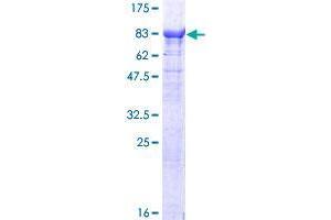 TTC30B Protein (AA 1-665) (GST tag)
