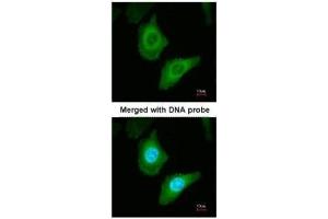 Immunofluorescence (IF) image for anti-Fatty Acid Synthase (FASN) (N-Term) antibody (ABIN2856708)