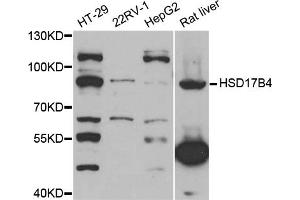 Western blot analysis of extracts of various cell lines, using HSD17B4 antibody (ABIN5973638) at 1/1000 dilution. (HSD17B4 antibody)
