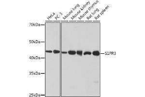 Western blot analysis of extracts of various cell lines, using S1PR3 Rabbit mAb (ABIN1679992, ABIN3015471, ABIN3015472 and ABIN7101435) at 1:1000 dilution. (S1PR3 antibody)