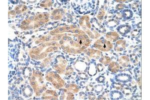 Image no. 1 for anti-phosphodiesterase 9A (PDE9A) (AA 136-185) antibody (ABIN6738185) (PDE9A antibody  (AA 136-185))