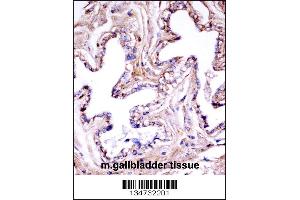 Mouse Akt1 Antibody immunohistochemistry analysis in formalin fixed and paraffin embedded mouse gallbladder tissue followed by peroxidase conjugation of the secondary antibody and DAB staining.