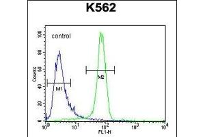 EGFR- Antibody (C-term) (ABIN651628 and ABIN2840334) flow cytometric analysis of K562 cells (right histogram) compared to a negative control cell (left histogram). (EGFR antibody  (C-Term))