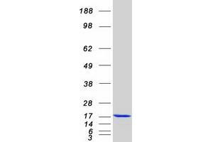 Validation with Western Blot (Id2 Protein (Myc-DYKDDDDK Tag))