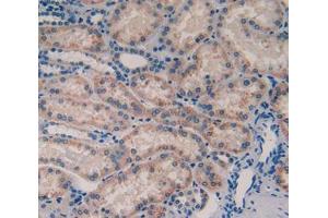 Used in DAB staining on fromalin fixed paraffin- embedded tissue (TOR3A antibody  (AA 125-374))