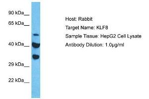 Host:  Rabbit  Target Name:  KLF8  Sample Type:  HepG2 Whole Cell lysates  Antibody Dilution:  1. (KLF8 antibody  (Middle Region))