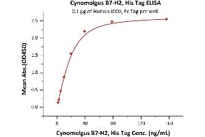Immobilized Human ICOS, Fc Tag (ABIN6731300,ABIN6809913) at 1 μg/mL (100 μL/well) can bind Cynomolgus B7-H2, His Tag (ABIN6933646,ABIN6938823) with a linear range of 0. (ICOSLG Protein (AA 19-256) (His tag))