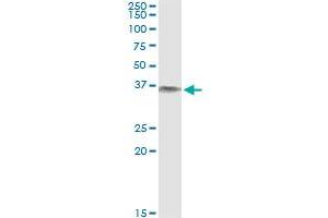 Immunoprecipitation of BLVRA transfected lysate using anti-BLVRA monoclonal antibody and Protein A Magnetic Bead , and immunoblotted with BLVRA MaxPab rabbit polyclonal antibody. (Biliverdin Reductase antibody  (AA 1-296))