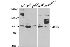 Western blot analysis of extracts of various cell lines, using CDH13 antibody (ABIN5970883) at 1/1000 dilution. (Cadherin 13 antibody)
