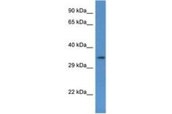 COQ5 antibody  (AA 41-90)