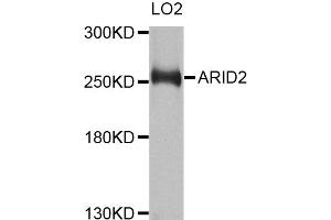 Western blot analysis of extracts of LO2 cells, using ARID2 antibody. (ARID2 antibody)