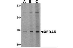 Western Blotting (WB) image for anti-Ectodysplasin A2 Receptor (EDA2R) antibody (ABIN1031745) (Ectodysplasin A2 Receptor antibody)