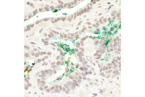 anti-Mastermind-Like 3 (MAML3) (AA 150-200) antibody