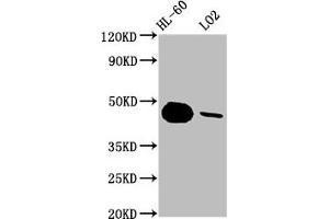 Western Blot Positive WB detected in: HL-60 whole cell lysate, LO2 whole cell lysate All lanes: CASP9 antibody at 1. (Recombinant Caspase 9 antibody)