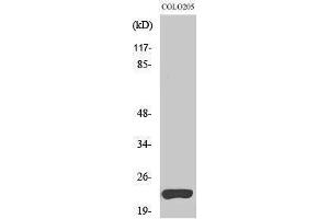 Western Blotting (WB) image for anti-Tumor Necrosis Factor (Ligand) Superfamily, Member 15 (TNFSF15) (C-Term) antibody (ABIN3177918) (TNFSF15 antibody  (C-Term))