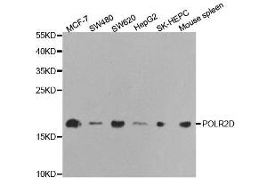 Western blot analysis of extracts of various cell lines, using POLR2D antibody. (POLR2D antibody  (AA 1-142))