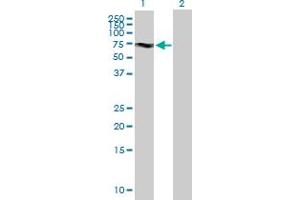 Western Blot analysis of KIF19 expression in transfected 293T cell line by KIF19 MaxPab polyclonal antibody. (KIF19 antibody  (AA 1-548))