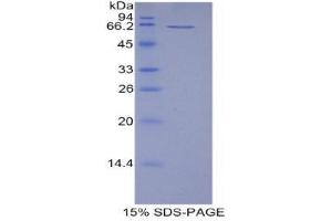 SDS-PAGE (SDS) image for CD5 Molecule-Like (CD5L) (AA 22-352) protein (His tag,GST tag) (ABIN1877654)
