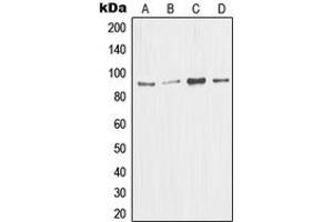 Western blot analysis of MDM2 expression in Jurkat (A), A673 (B), HEK293T (C), A549 (D) whole cell lysates. (MDM2 antibody  (C-Term))