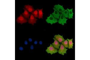 ABIN7096234 and ABIN7100296 staining HepG2 cells by IF/ICC.