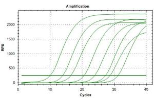 Polymerase Chain Reaction (PCR) image for Interferon gamma (IFNG) IQ-ELISA Kit (ABIN5680028) (Interferon gamma IQ-ELISA Kit)