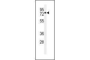 Western blot analysis of EN Antibody (Center) (ABIN651116 and ABIN2840082) in HL-60 cell line lysates (35 μg/lane). (ENPP7 antibody  (AA 286-313))