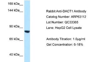 Western Blotting (WB) image for anti-Dapper, Antagonist of beta-Catenin, Homolog 1 (DACT1) (C-Term) antibody (ABIN2789377) (DACT1 antibody  (C-Term))