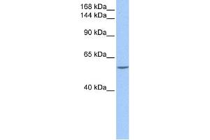WB Suggested Anti-DLC1 Antibody Titration: 0. (DLC1 antibody  (C-Term))