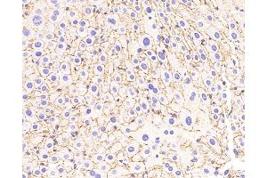 Immunohistochemistry analysis of paraffin-embedded Mouse liver using N-cadherin Polyclonal Antibody at dilution of 1:500. (N-Cadherin antibody)