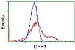Image no. 3 for anti-Dipeptidyl-Peptidase 3 (DPP3) antibody (ABIN1497828) (DPP3 antibody)