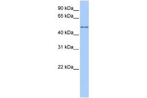 WB Suggested Anti-CCT8L2 Antibody Titration:  0. (CCT8L2 antibody  (Middle Region))