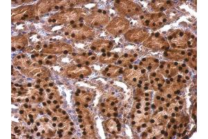 IHC-P Image Adenosine kinase antibody detects Adenosine kinase protein at nucleus on mouse kidney by immunohistochemical analysis.